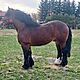 ogier , rasa ZIMNOKRWISTA,opis dodatkowy: Nygus 82pkt, wymiary z weryfikacji 163/230/28,5 ZAPRASZA - image 1 - anonse.com