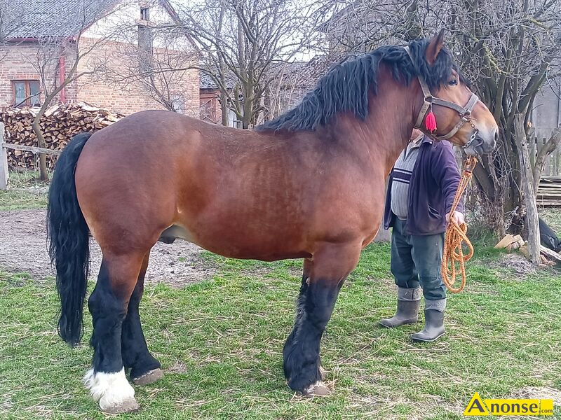 ogier , rasa ZIMNOKRWISTA,opis dodatkowy: Nygus 82pkt, wymiary z weryfikacji 163/230/28,5 ZAPRASZA - image 0 - anonse.com