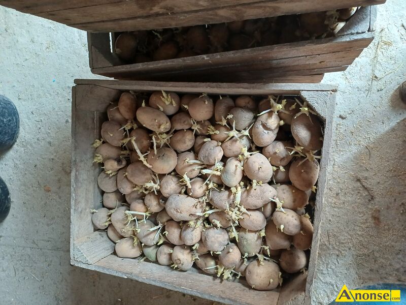 Ziemniaki   , Soraja,  denar,opis dodatkowy: Sprzedam ziemniaki sadzeniaki denar i soraja cena 120  - image 0 - anonse.com