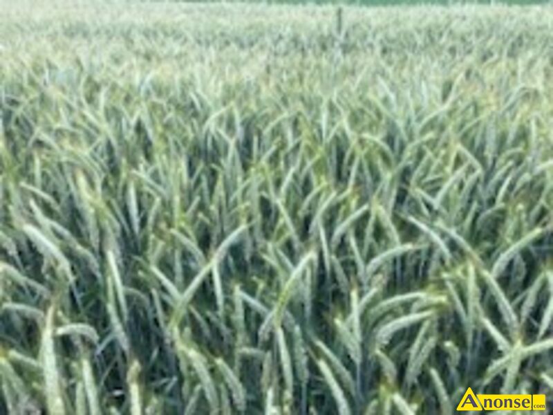 pszenyto ,opis dodatkowy: Sprzedam pszenyto ozime po centrali i jare
yto. i inne zboza
Cena do u - image 0 - anonse.com