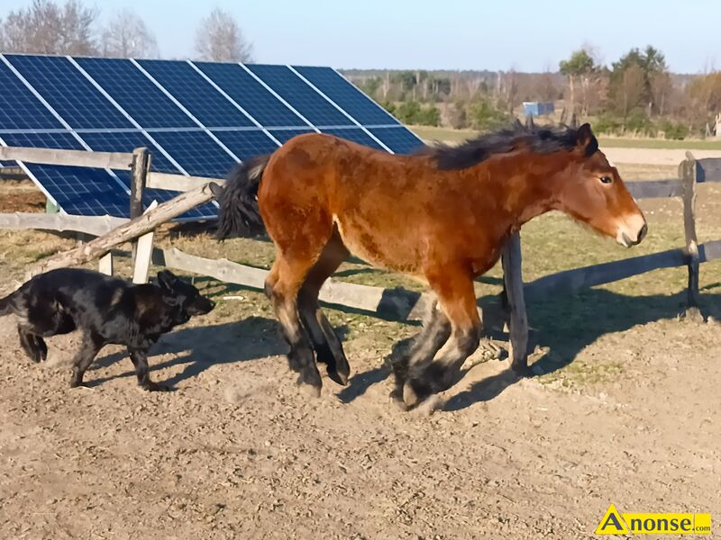 rebica , rasa ZIMNOKRWISTA,opis dodatkowy: Ksiga gwna, od Certa 81 pkt po Bleki 84 pkt  - image 0 - anonse.com