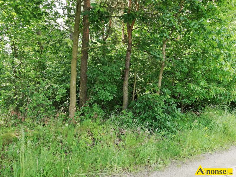 ZABOCIE  GM. WOLANW, dziaka 6006m2, lena, zalesiona, przy gwnej drodze, atrakcyjne pooenie, - image 0 - anonse.com