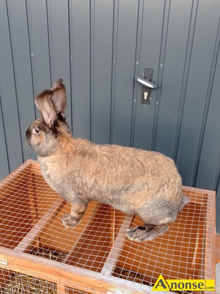 kr�lik , rasa OLBRZYM SROKACZ,opis dodatkowy: Sprzedam samice srokacz Madagaskar z hodowli 180T tak - image 0 - anonse.com